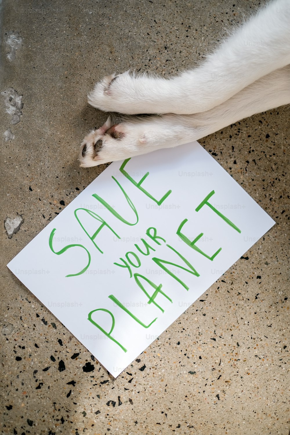 Un cane bianco che giace in cima a un pavimento accanto a un cartello