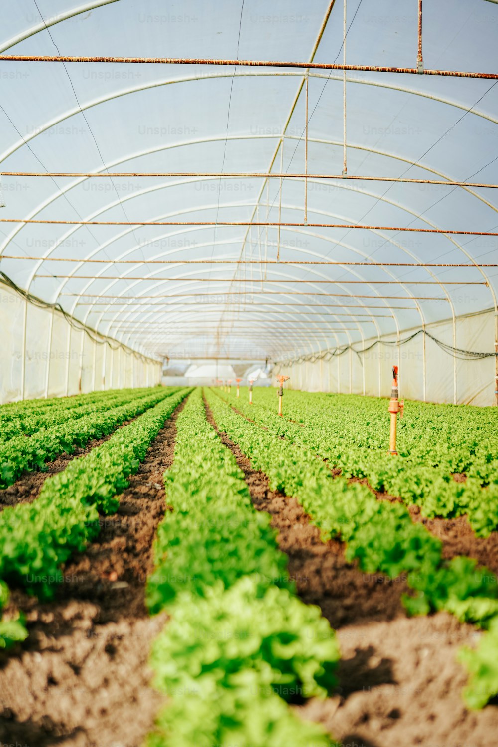 a large greenhouse filled with lots of green plants