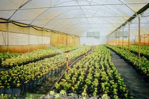 たくさんの緑の植物でいっぱいの温室
