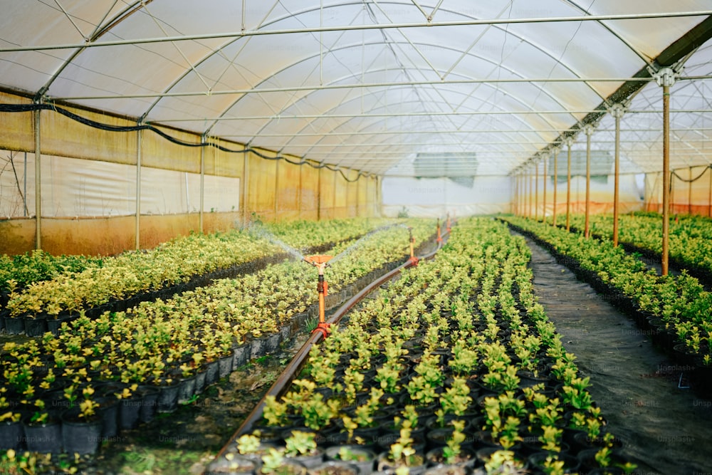 a greenhouse filled with lots of green plants