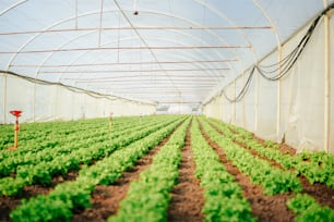 a greenhouse with rows of lettuce growing inside