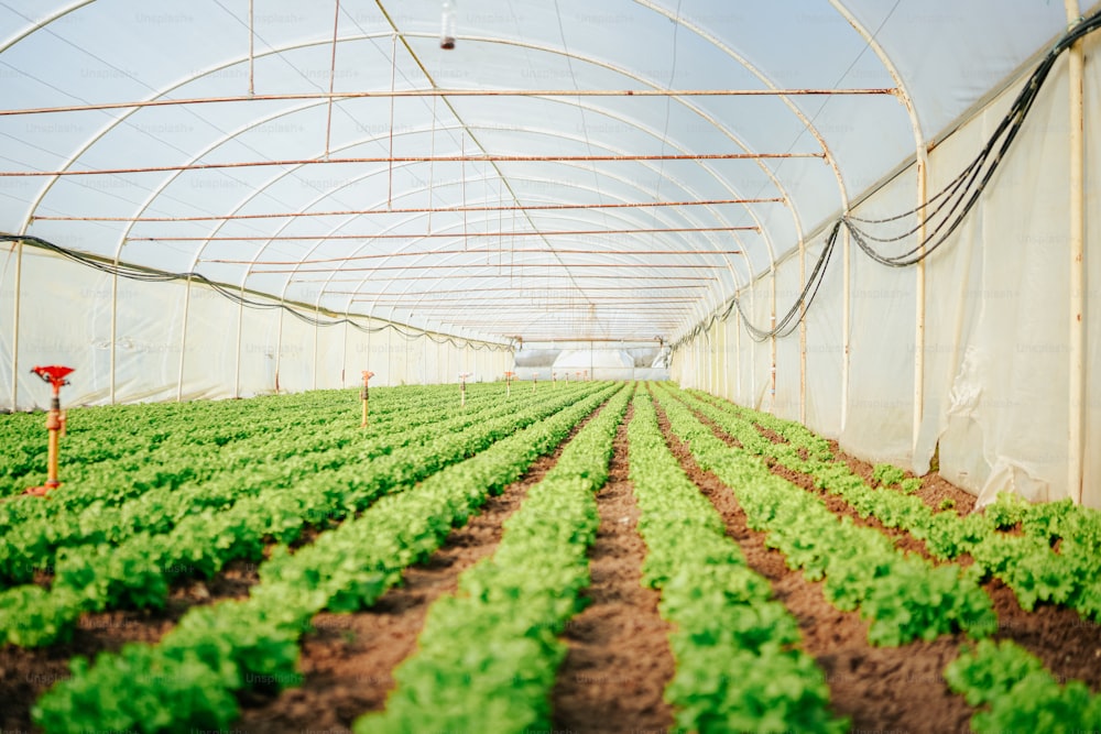 a greenhouse with rows of lettuce growing inside