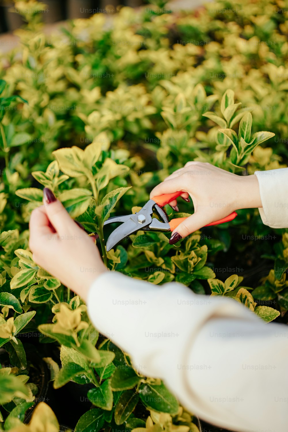 a person cutting a plant with a pair of scissors