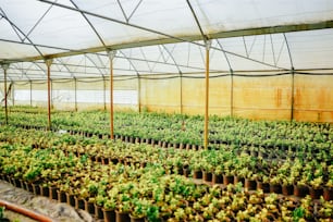 たくさんの緑の植物でいっぱいの温室