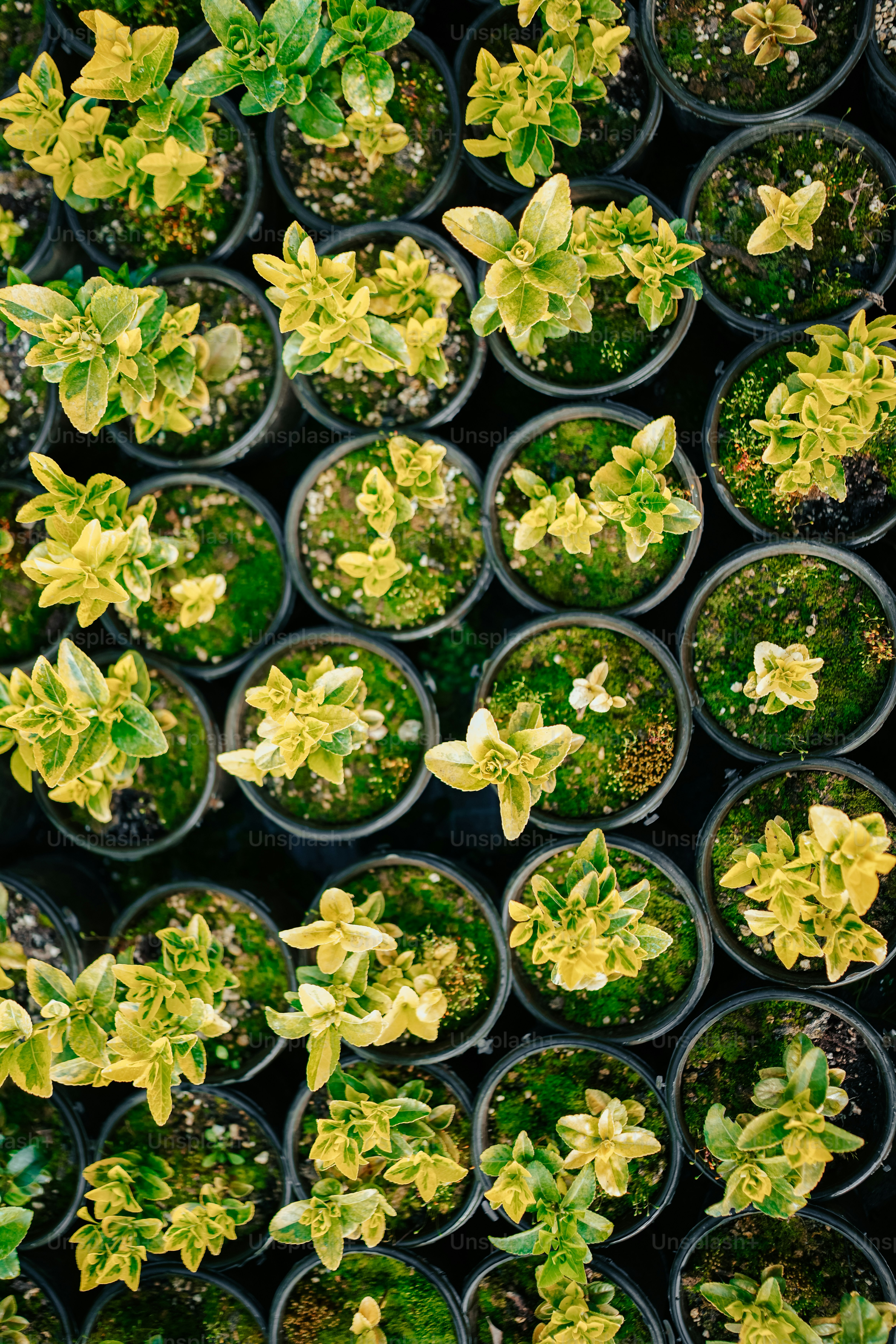 a bunch of plants that are in some pots
