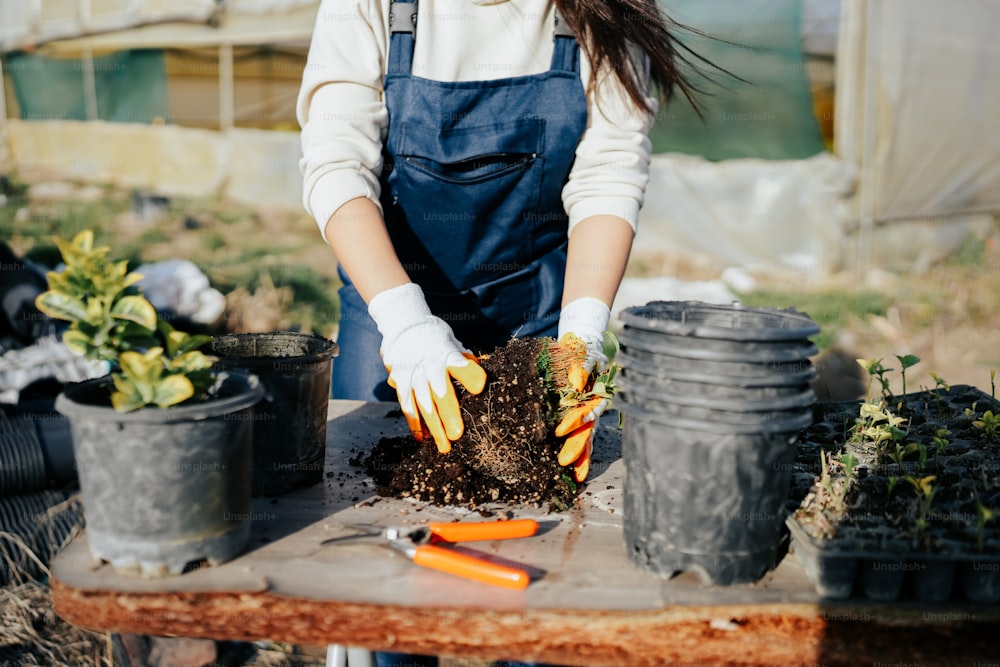 Une femme vêtue d’un tablier et de gants plante des carottes