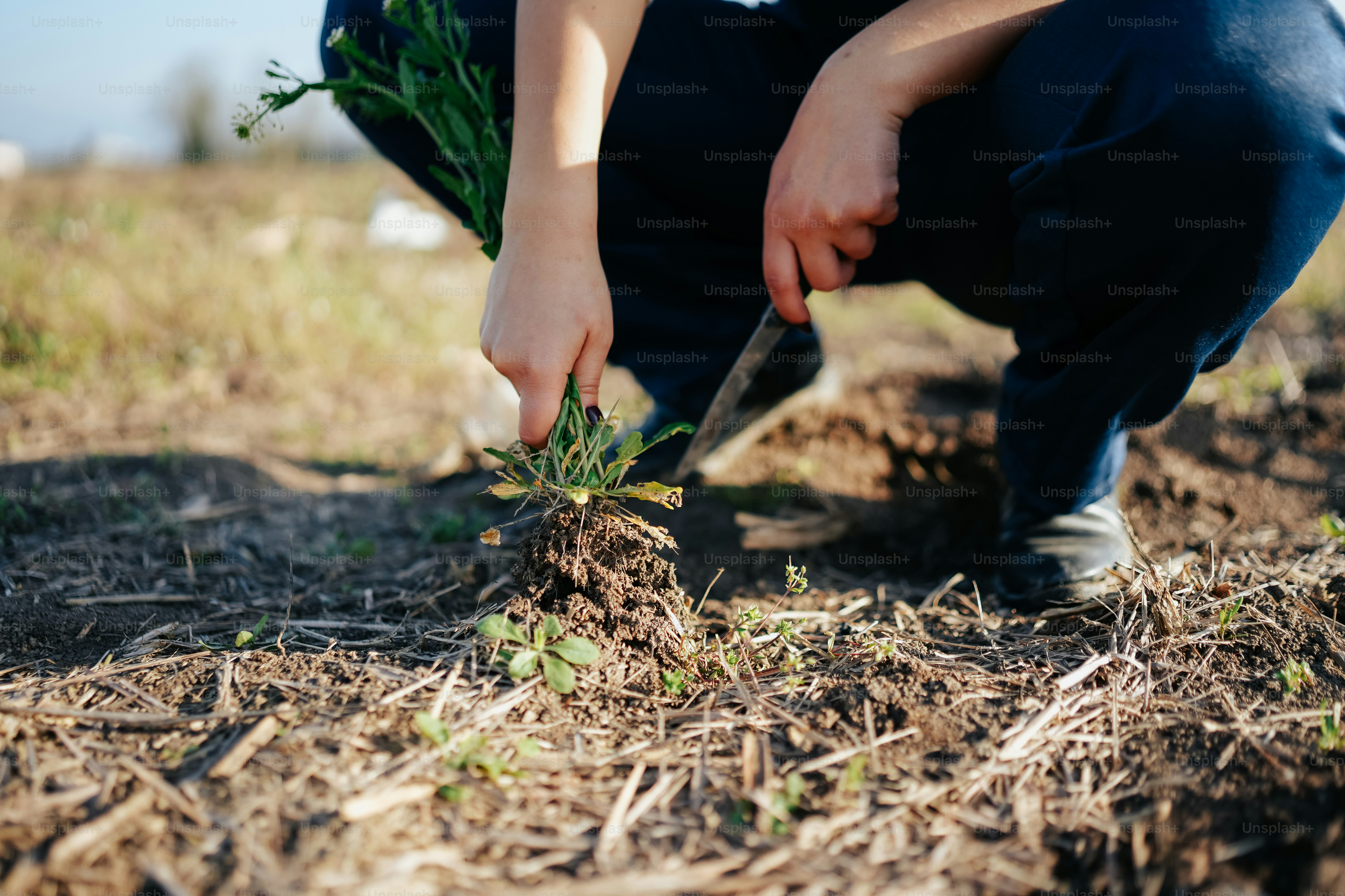 a person kneeling down in a field with a knife