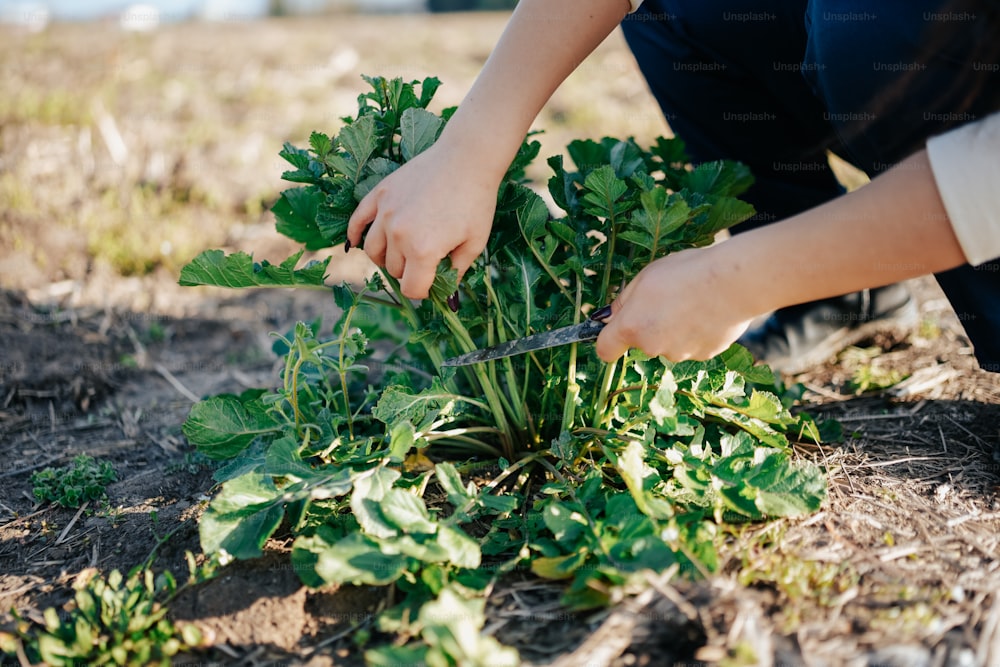 a person cutting up a plant with a pair of scissors