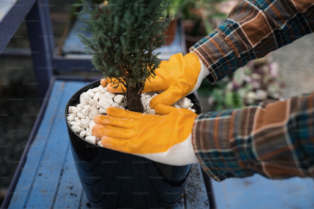 �黄色い手袋をはめた人が鉢植えの植物を持っている