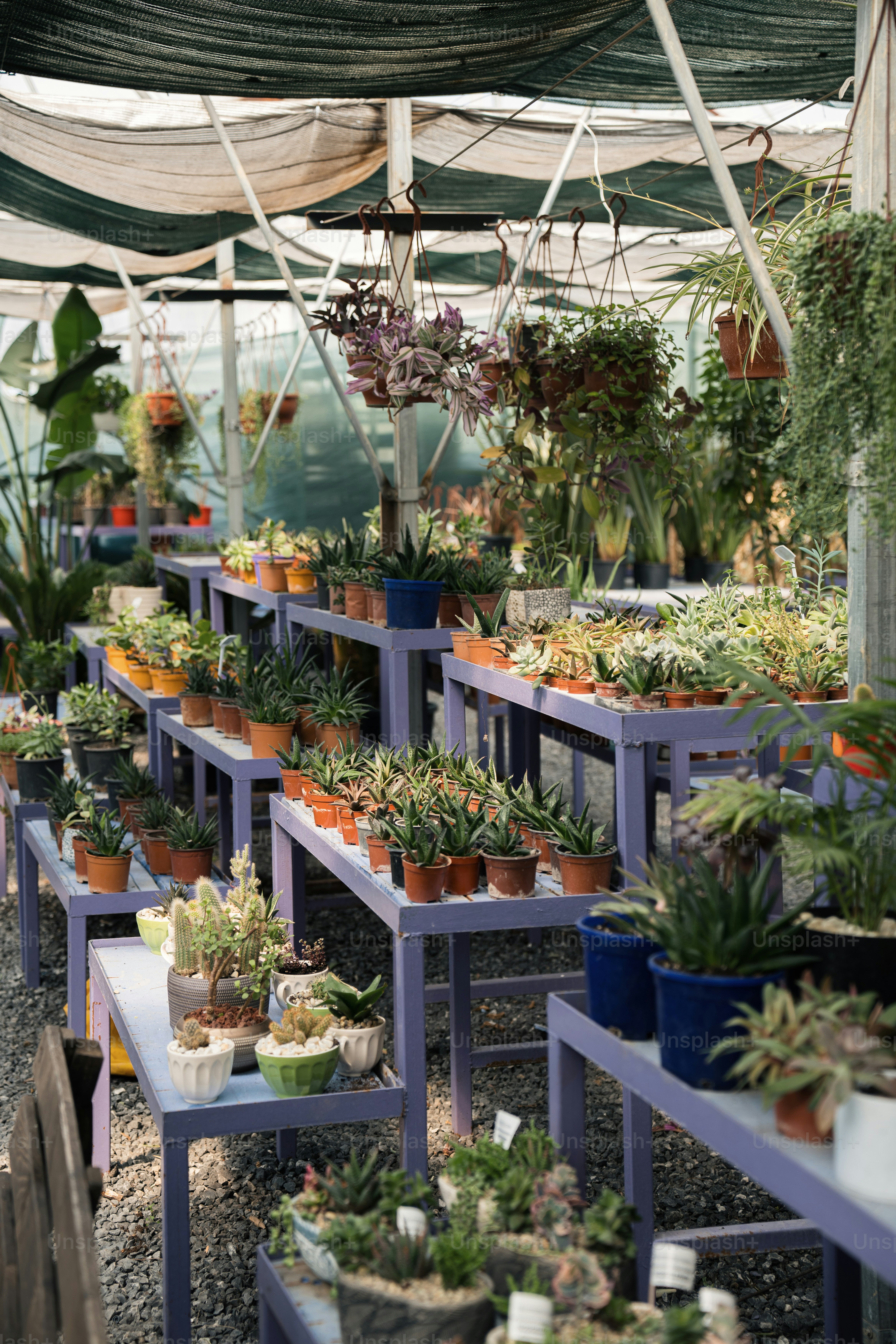 a bunch of plants that are on a table