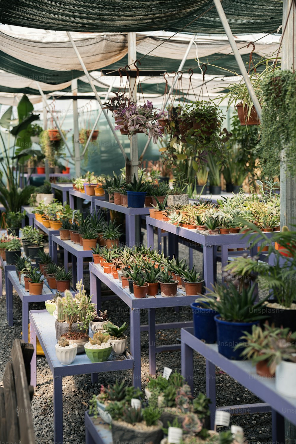 a bunch of plants that are on a table