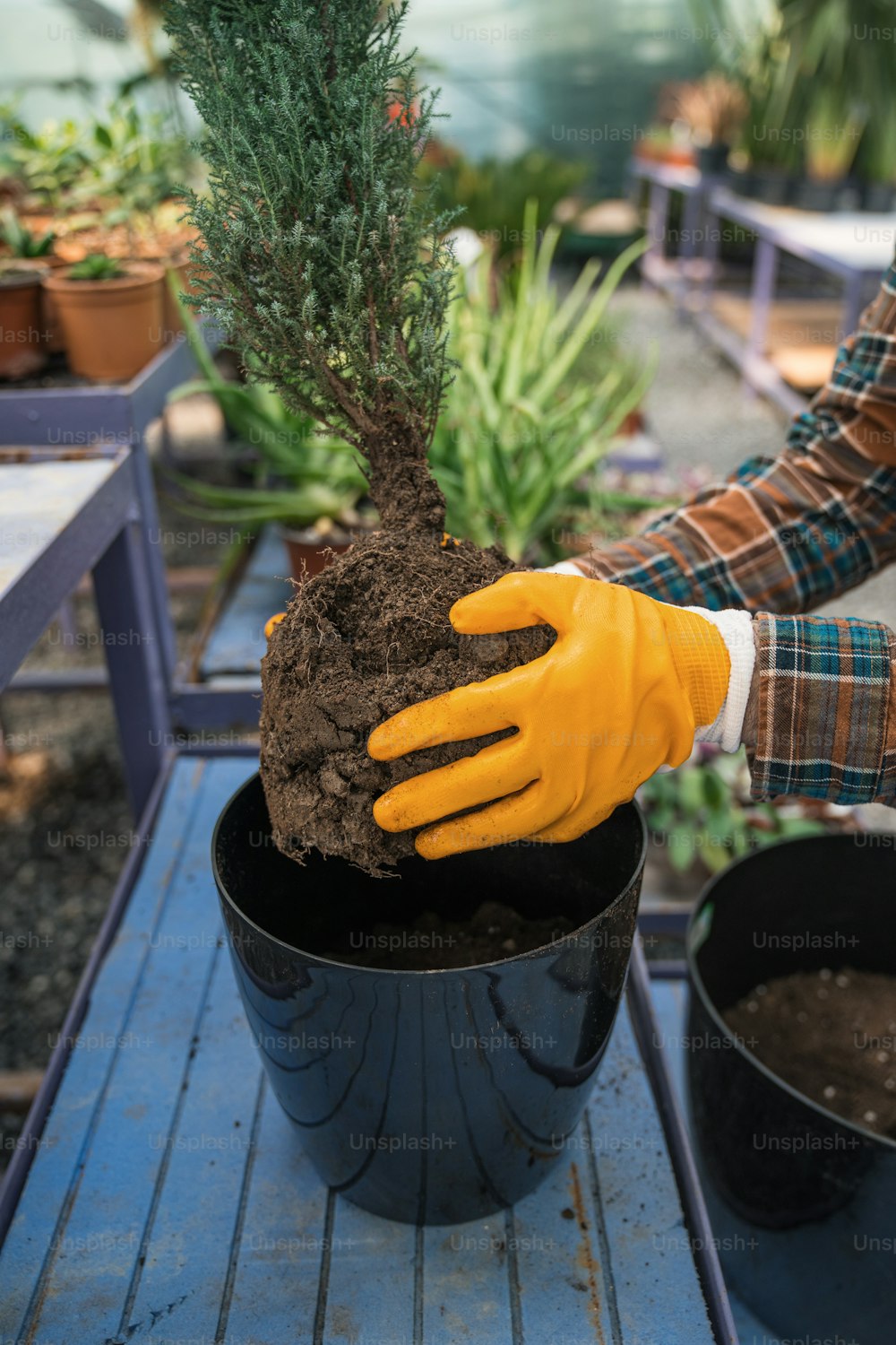une personne portant des gants jaunes tient une plante en pot