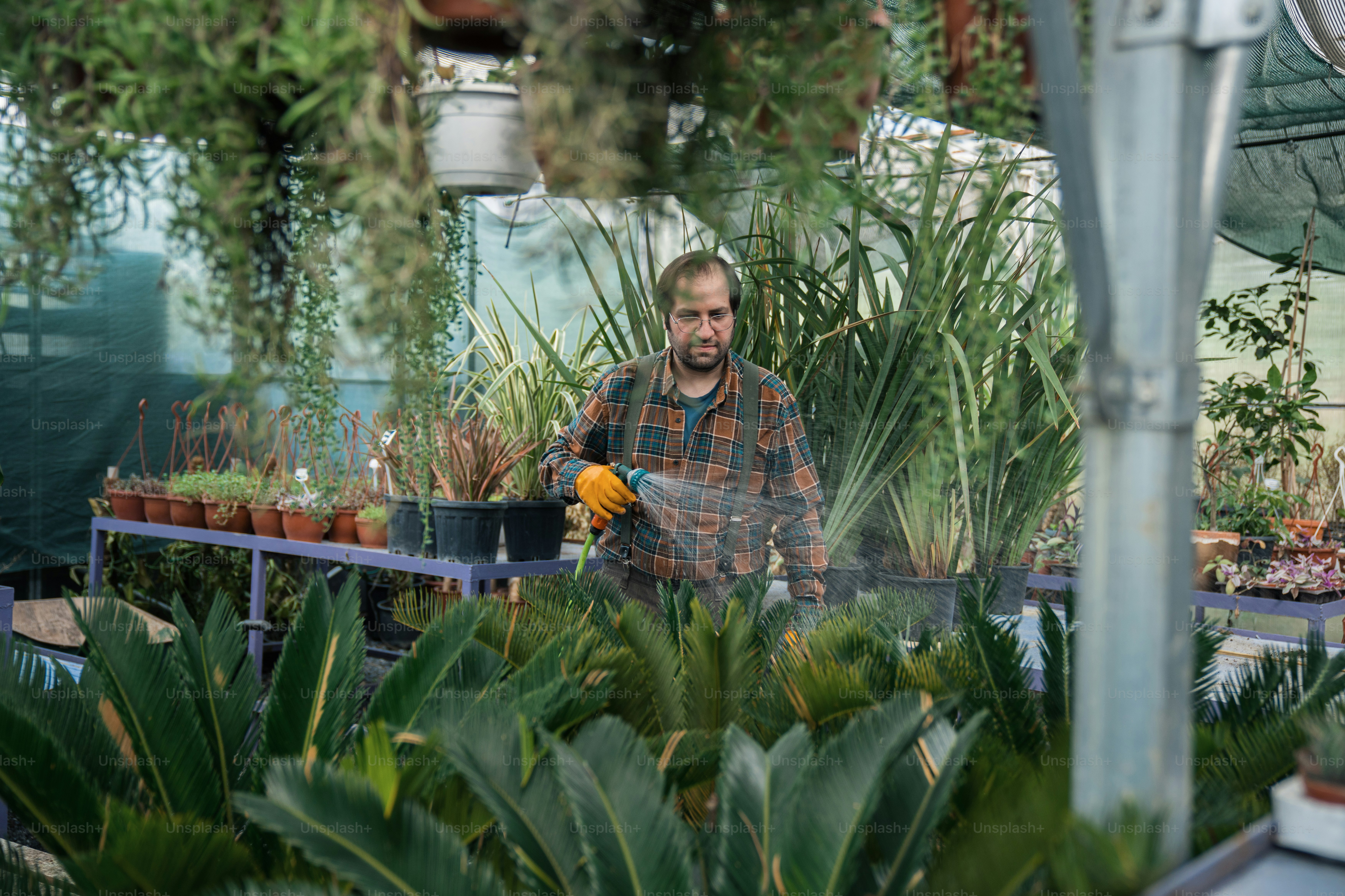 Un homme arrose des plantes dans une serre photo Image de Jardinage — free download
