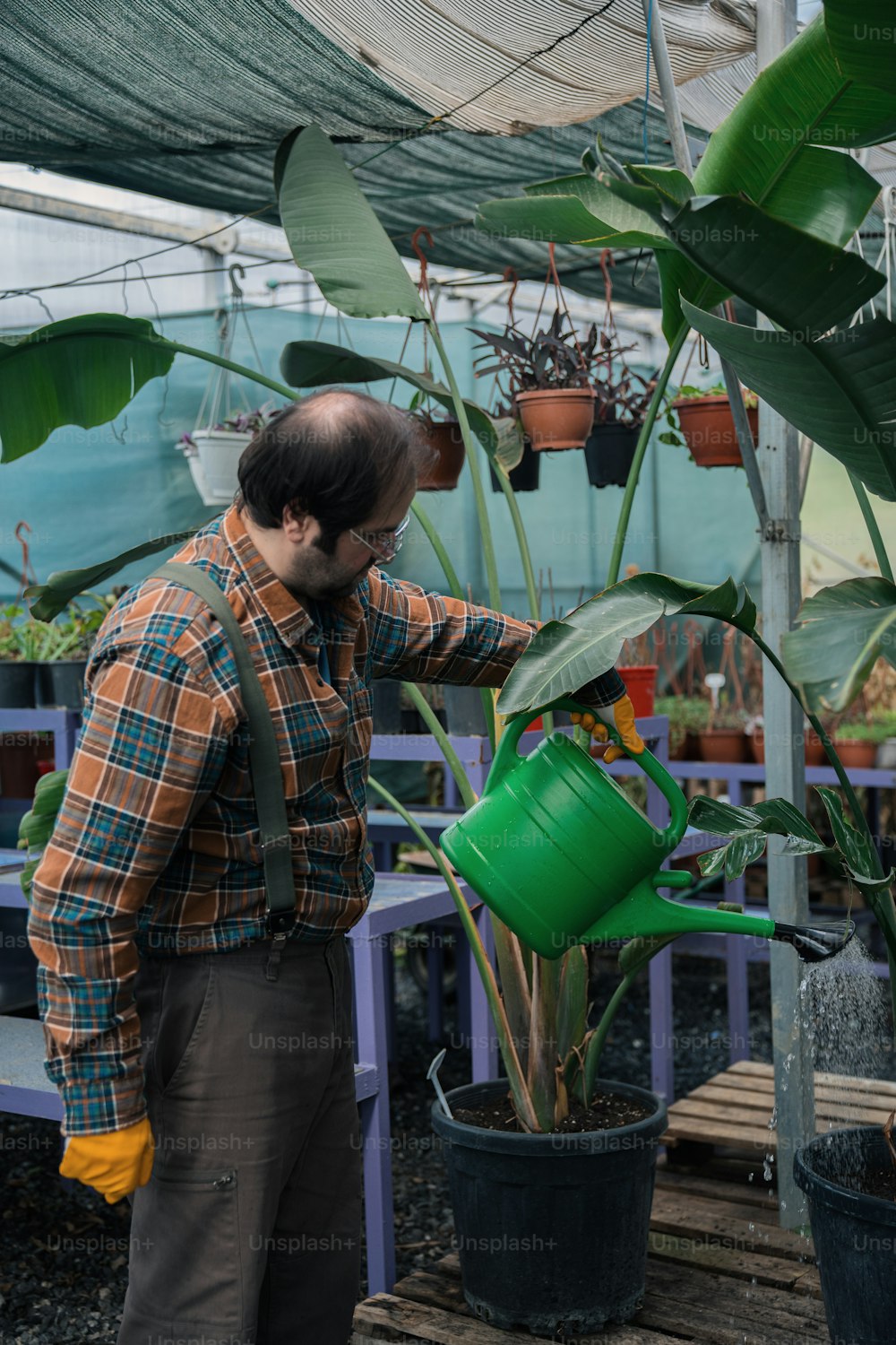 Un hombre regando una planta en maceta en un invernadero