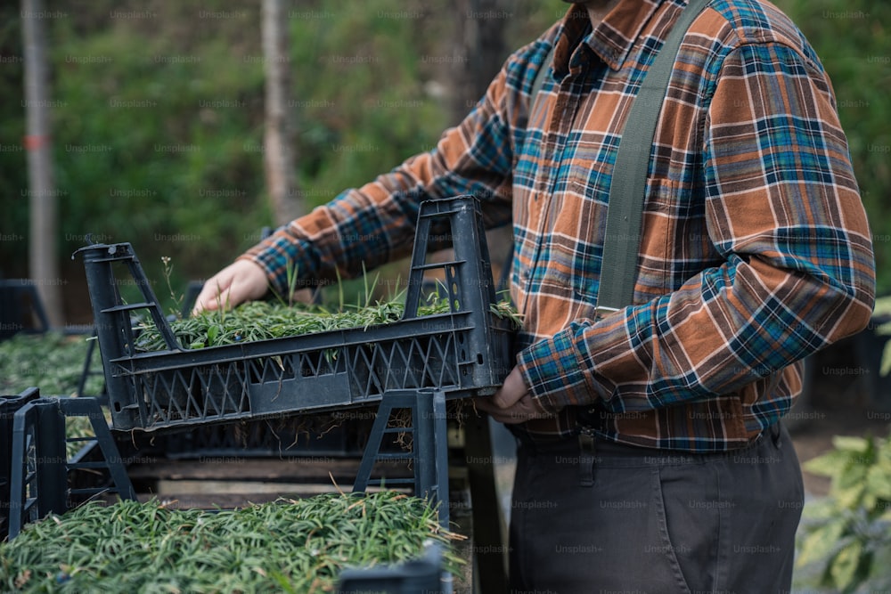 a man in plaid shirt holding a tray of plants