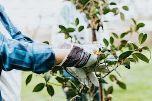 a person wearing gloves and gardening gloves is trimming a tree