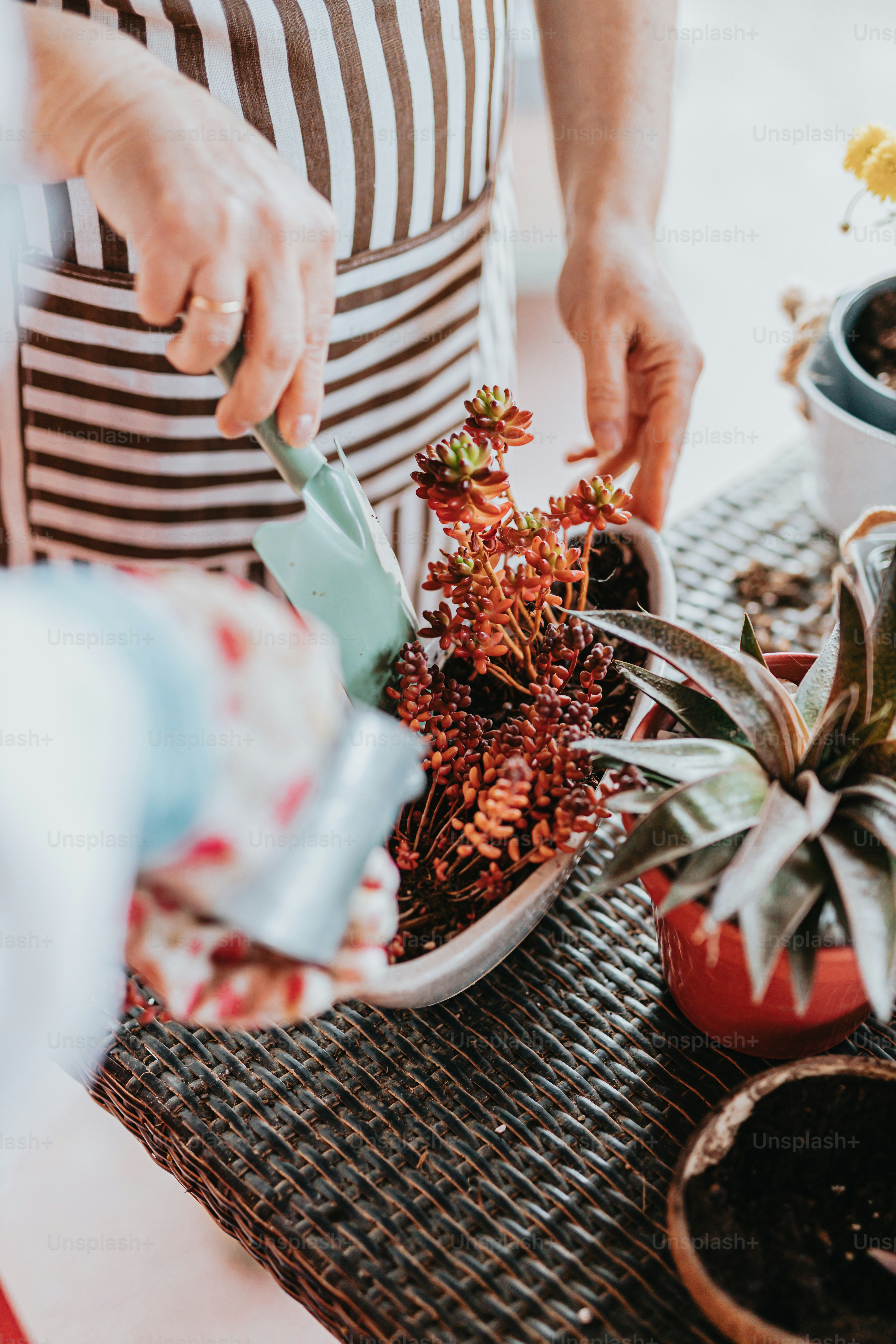 a person cutting up a plant on a table