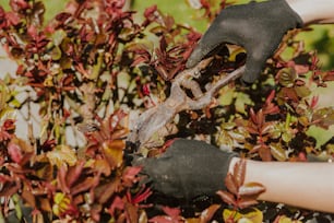 a person with gardening gloves and gardening gloves is weeding a bush