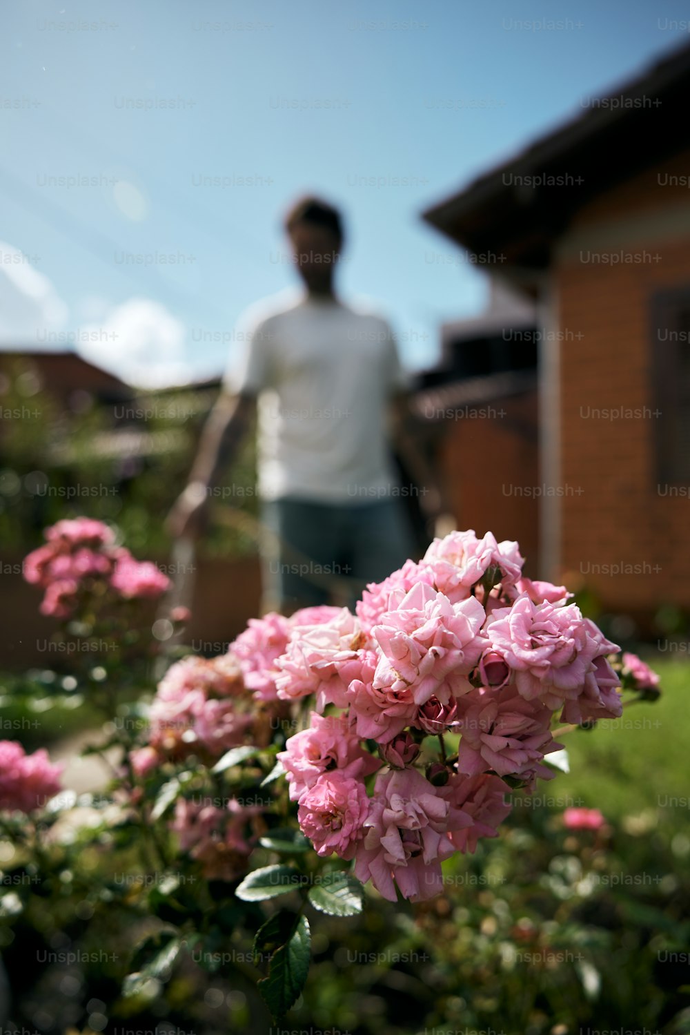 Un hombre parado en un jardín con flores rosadas