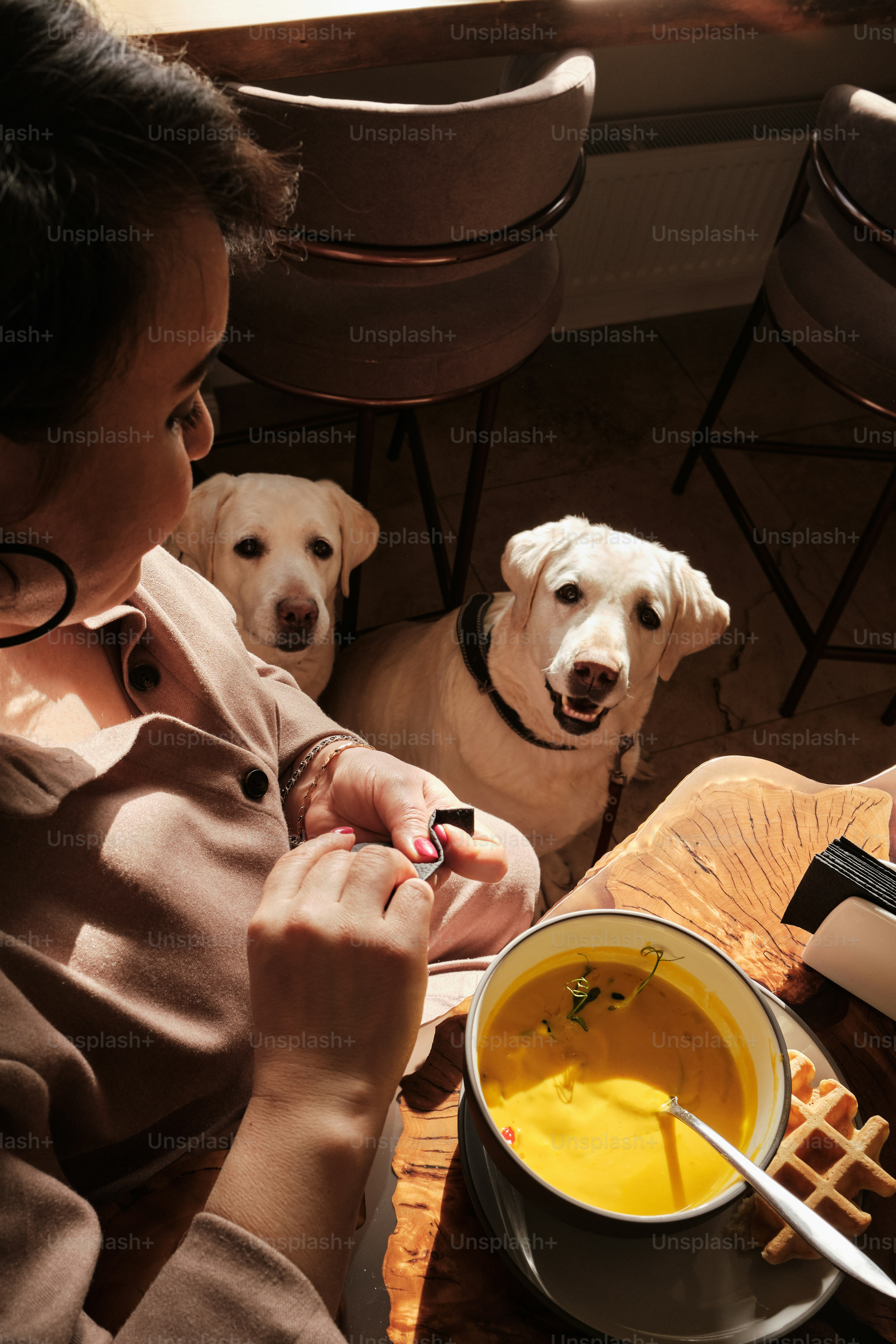 A woman sitting at a table with two dogs photo – Woman Image on Unsplash
