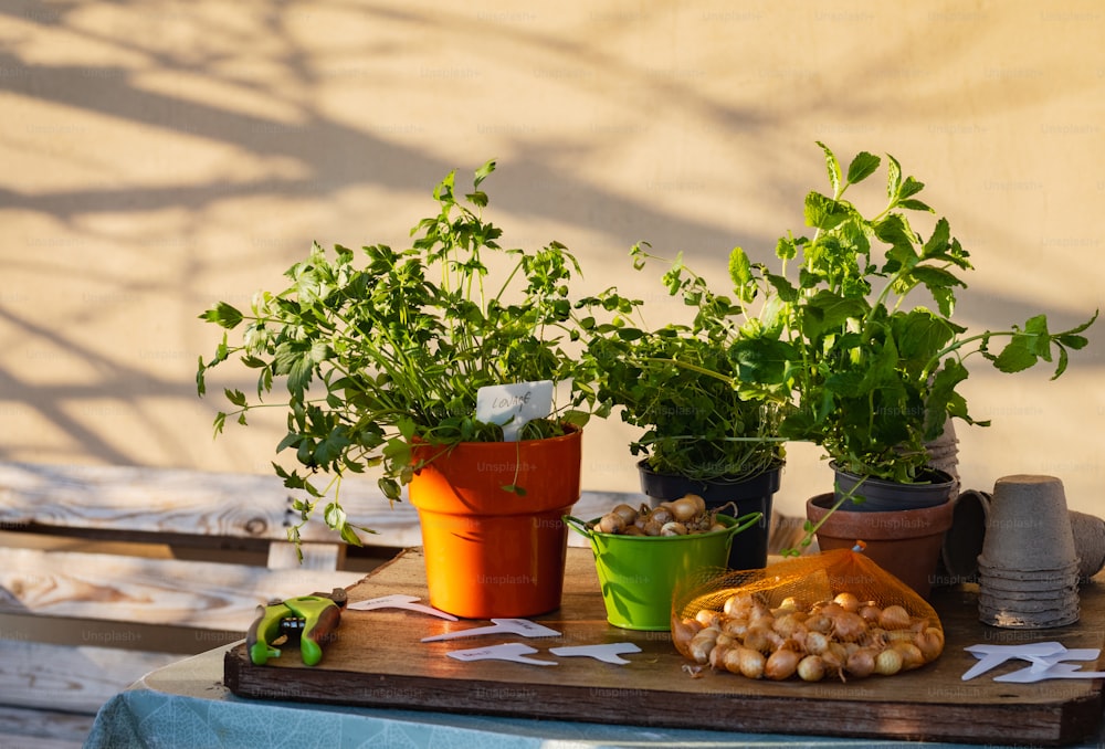 uma mesa de madeira coberta com vasos cheios de plantas