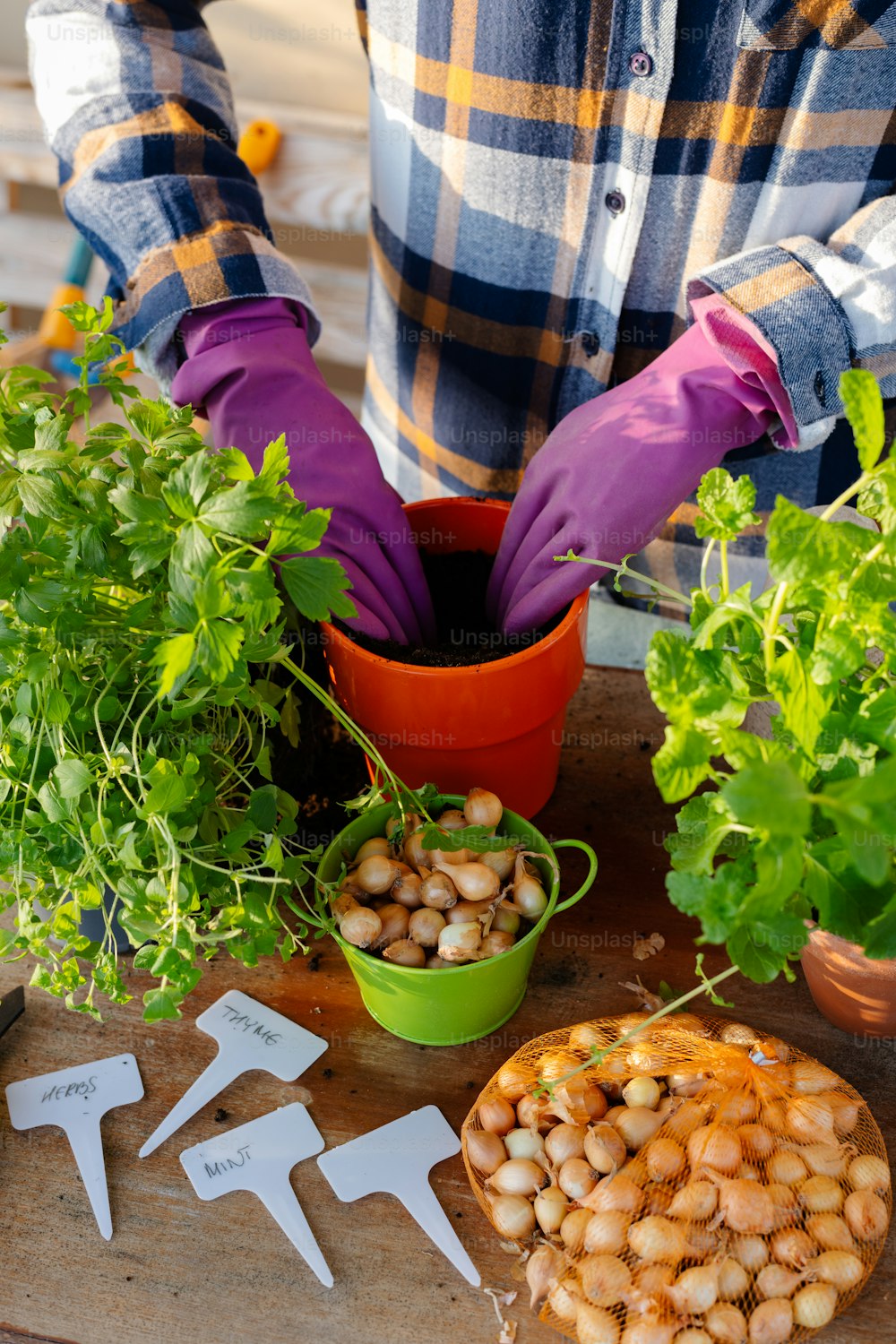 Una persona con guantes morados y guantes de jardinería junto a plantas en macetas