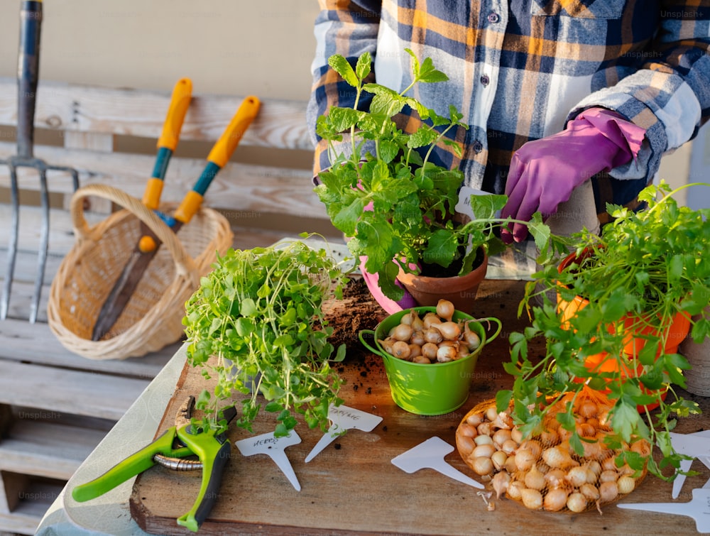 una persona con guantes y guantes de jardinería cuidando una planta en maceta