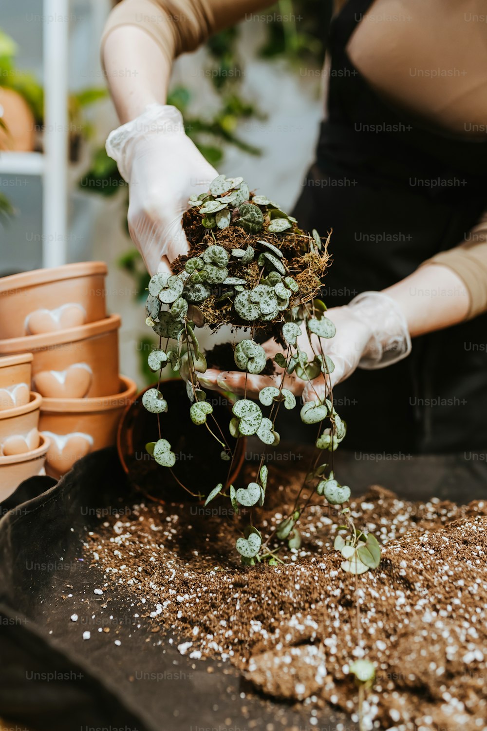 a woman in a black apron is putting plants in a pot