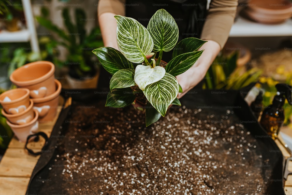 a person holding a plant over a tray of dirt
