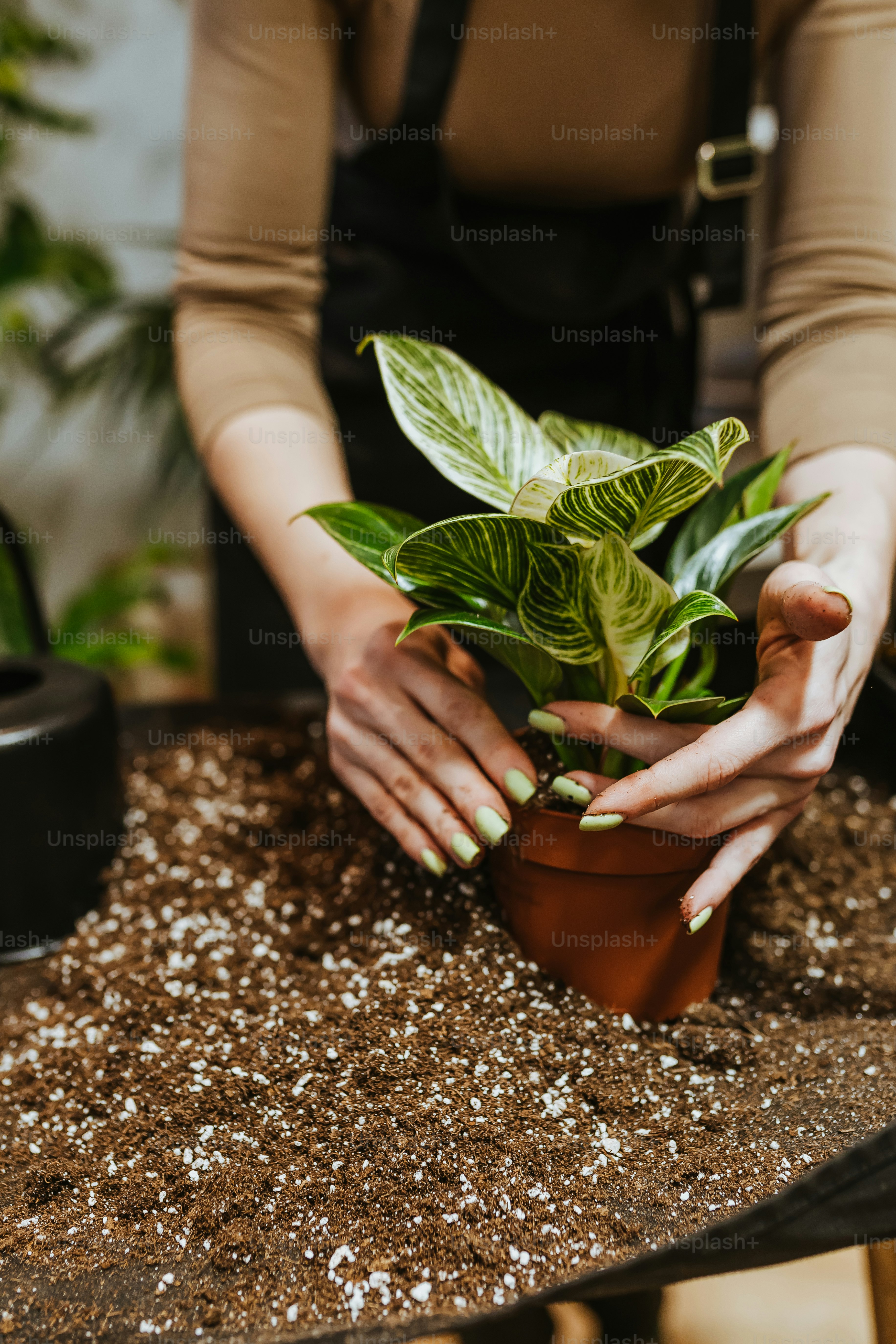 テーブルの上に鉢植えの植物を持つ女性