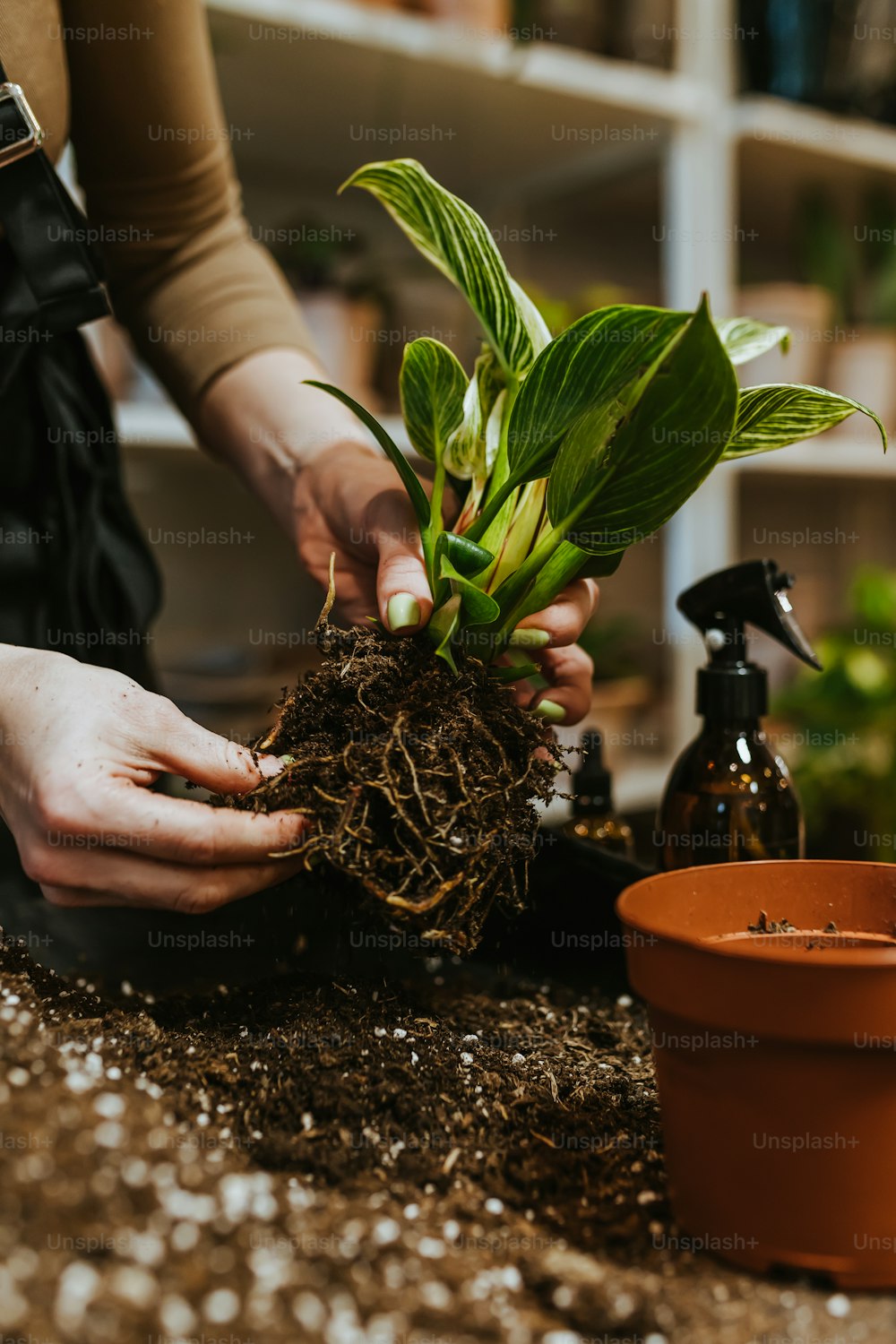 a person holding a plant in their hands