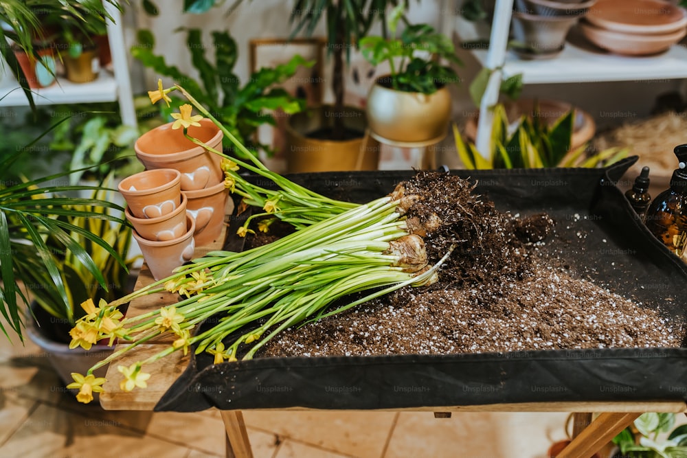 a tray filled with dirt next to potted plants