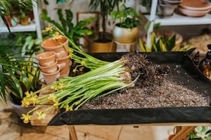 a tray filled with dirt next to potted plants