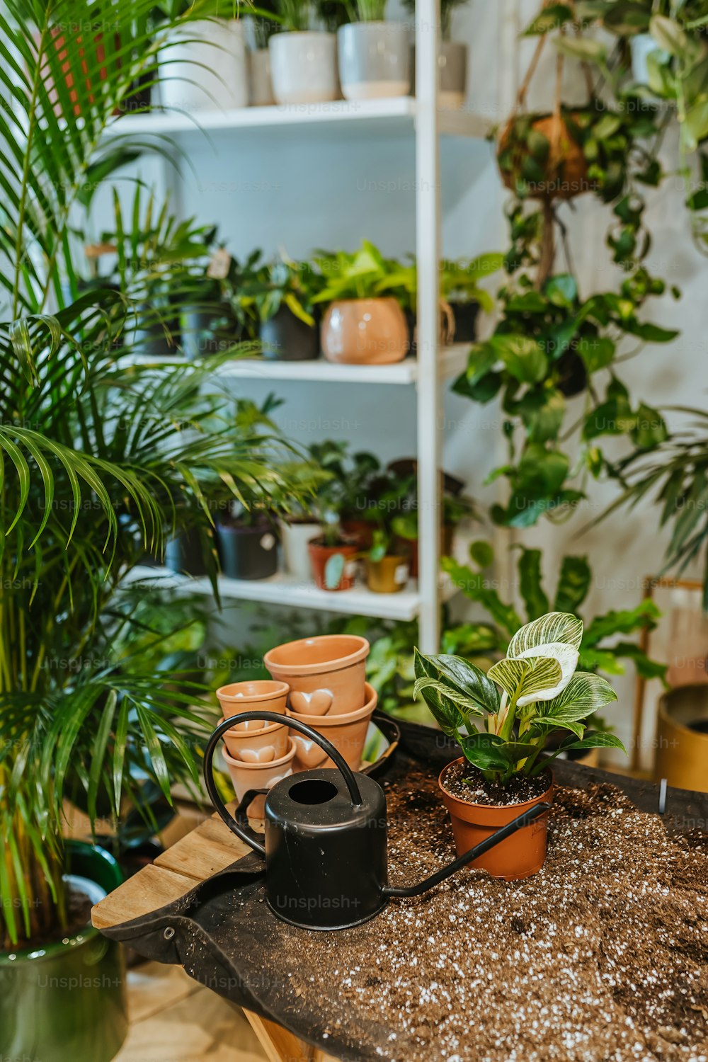 Una mesa cubierta con muchas plantas en macetas