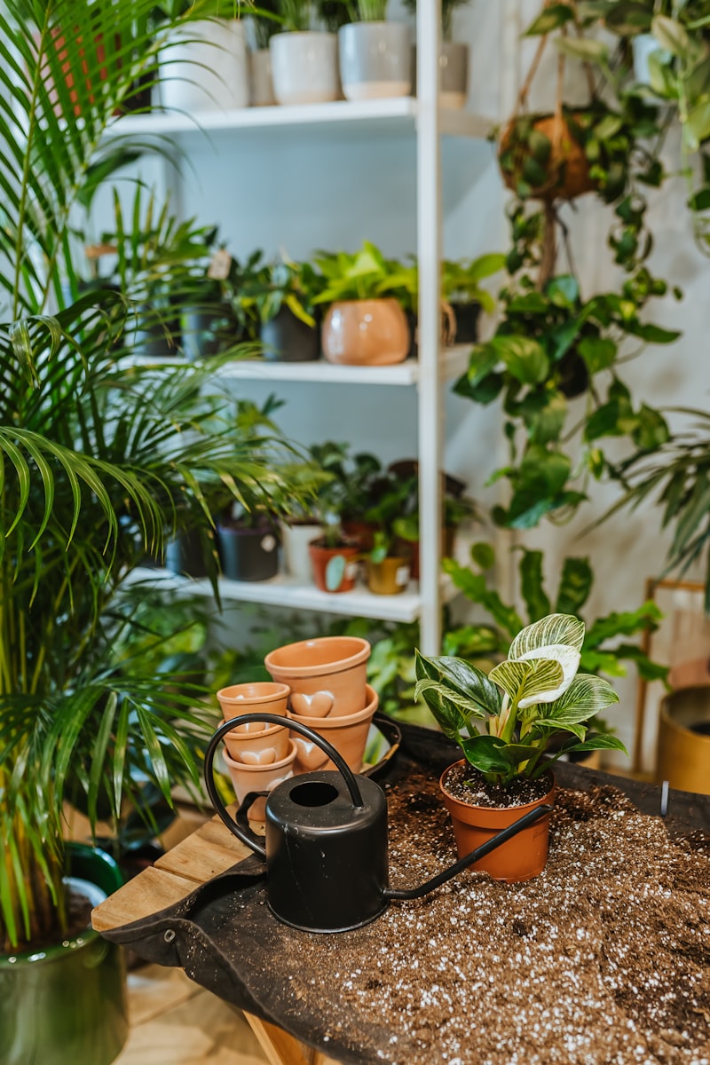 観葉植物の土おすすめ7選｜室内でも虫が湧きにくい用土の選び方