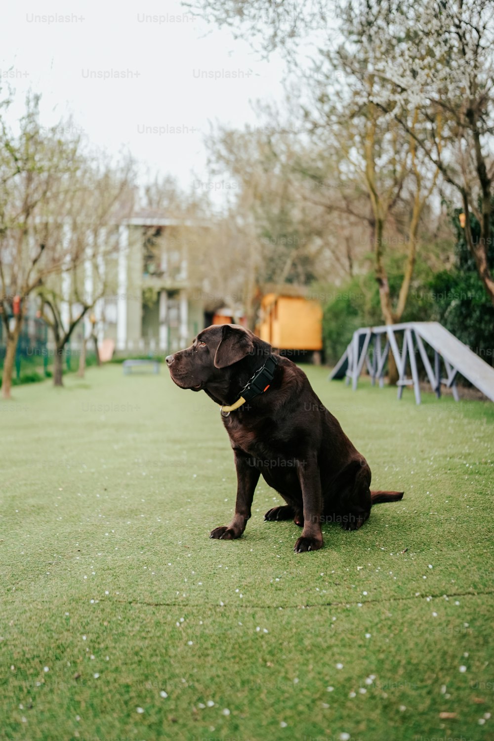 a brown dog sitting on top of a lush green field