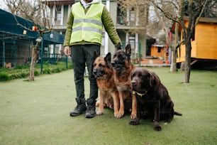 a man standing next to three dogs in a yard
