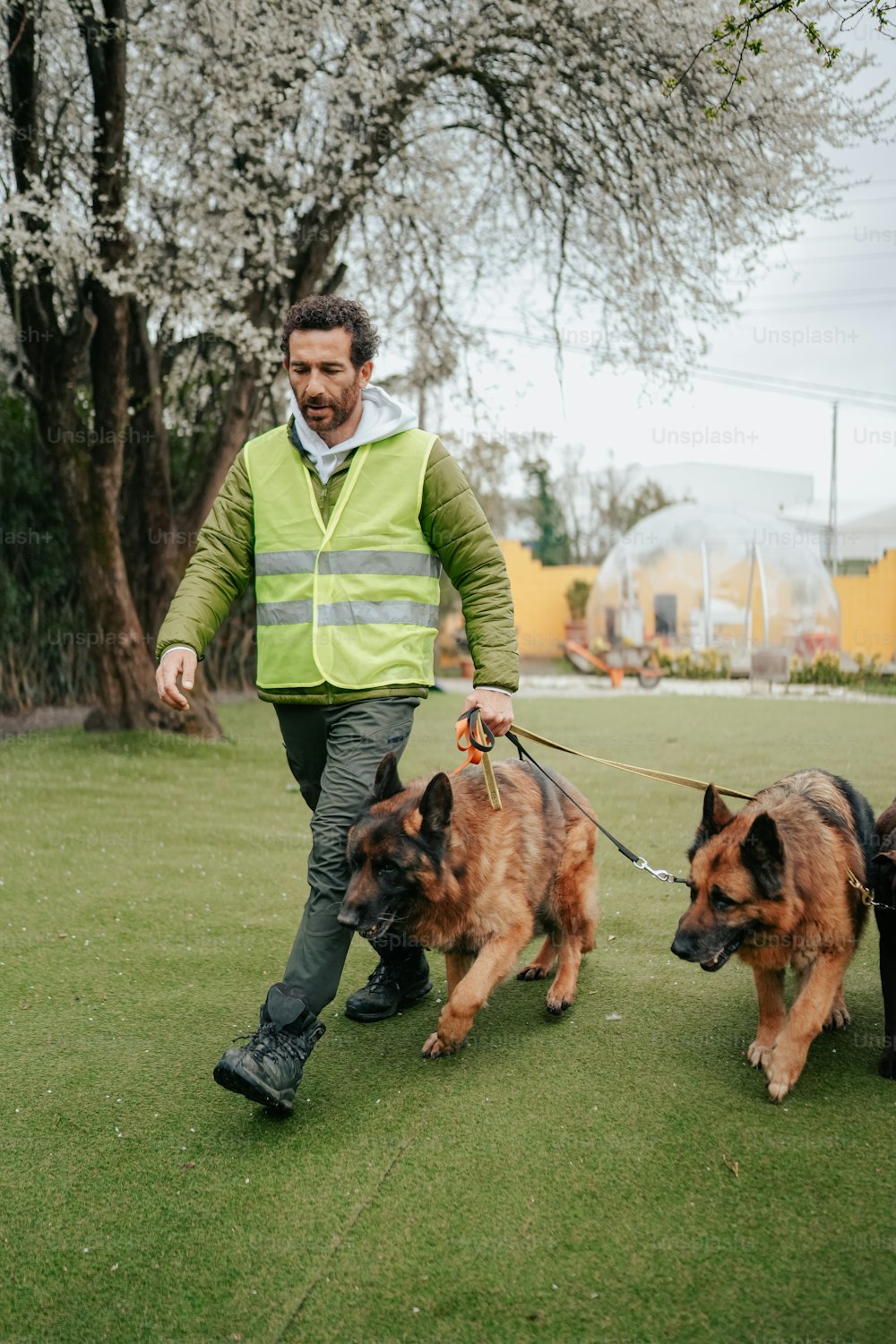 a man walking two dogs on a leash
