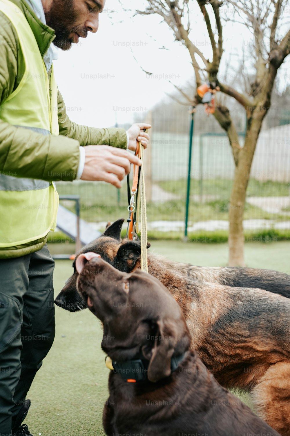 a man holding a leash for two dogs