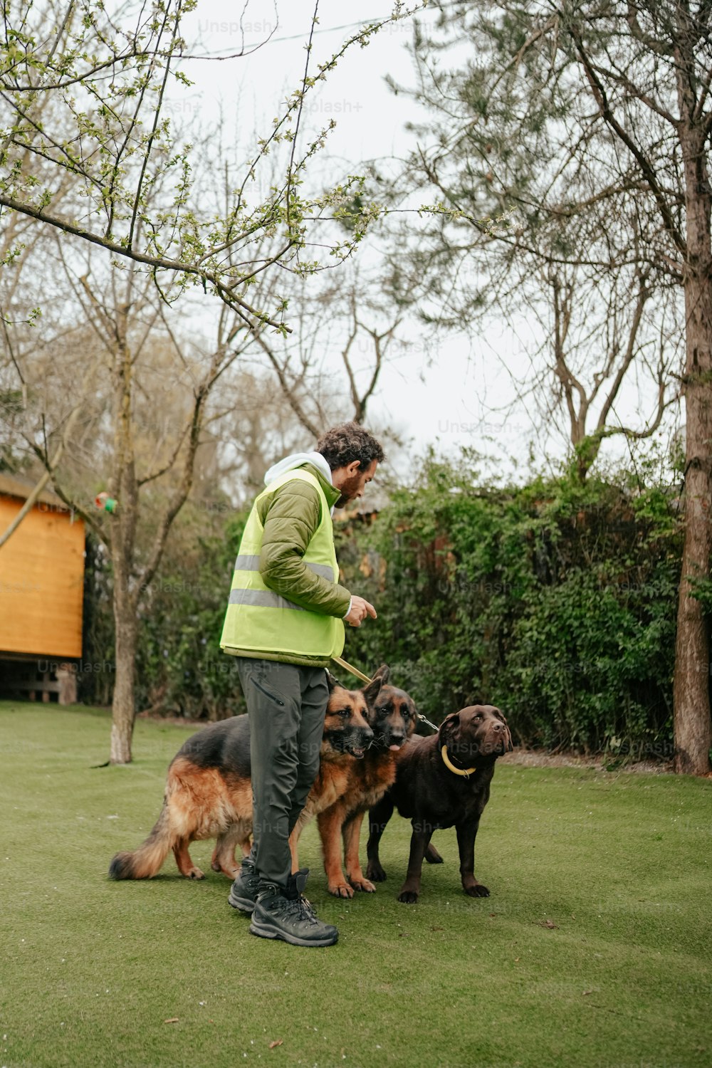 a man standing next to two dogs on a lush green field