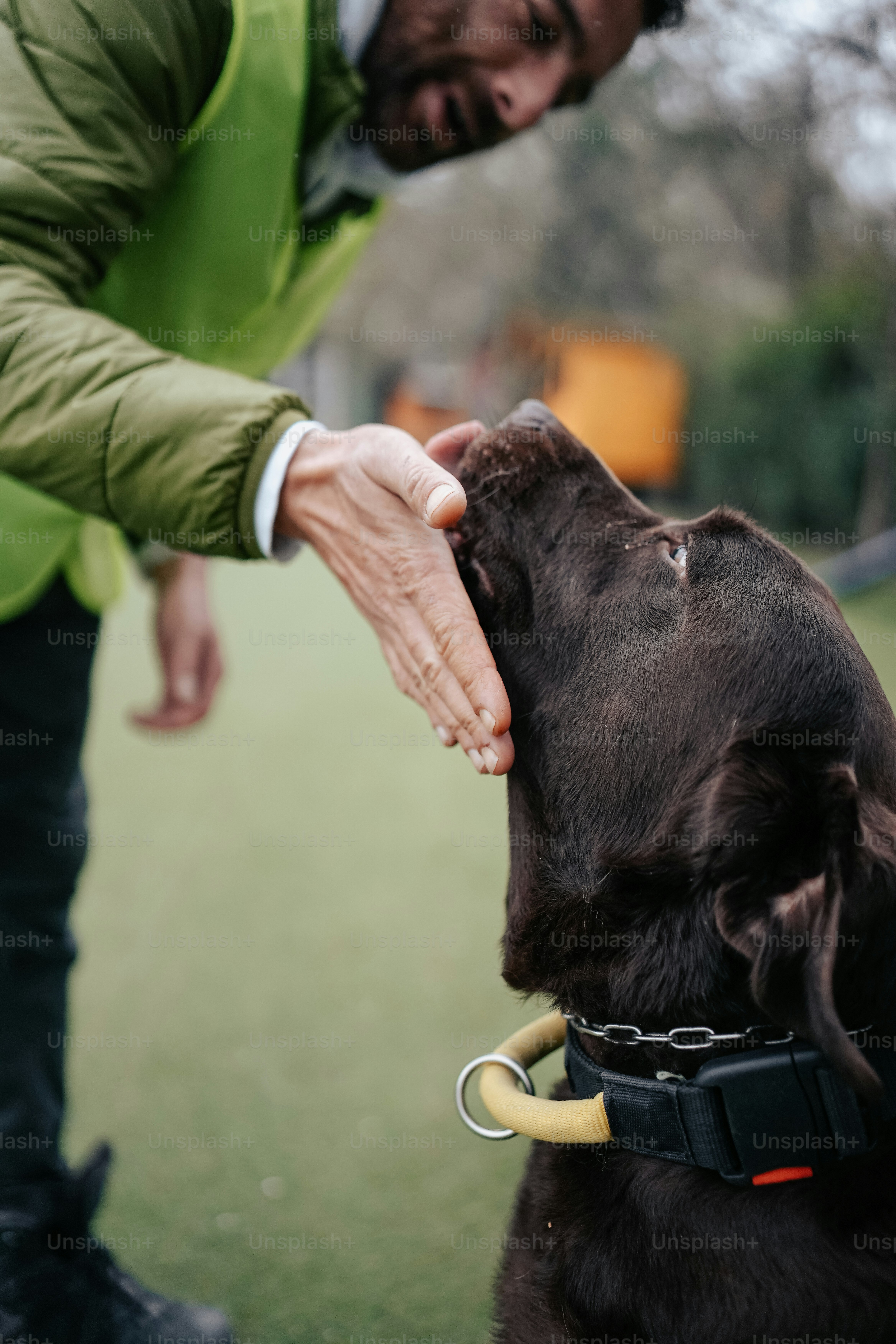 assistance dog