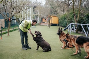 a man is playing with three dogs in a park