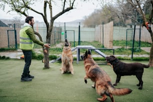 a man playing with four dogs in a park