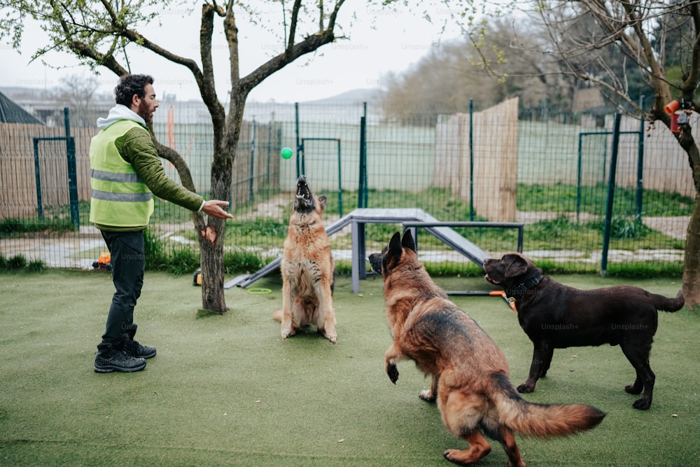 a man playing with four dogs in a park