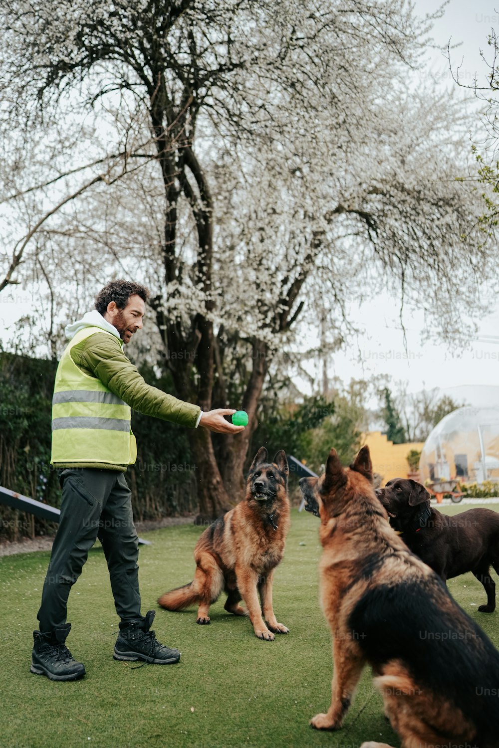 a man is playing frisbee with his dogs