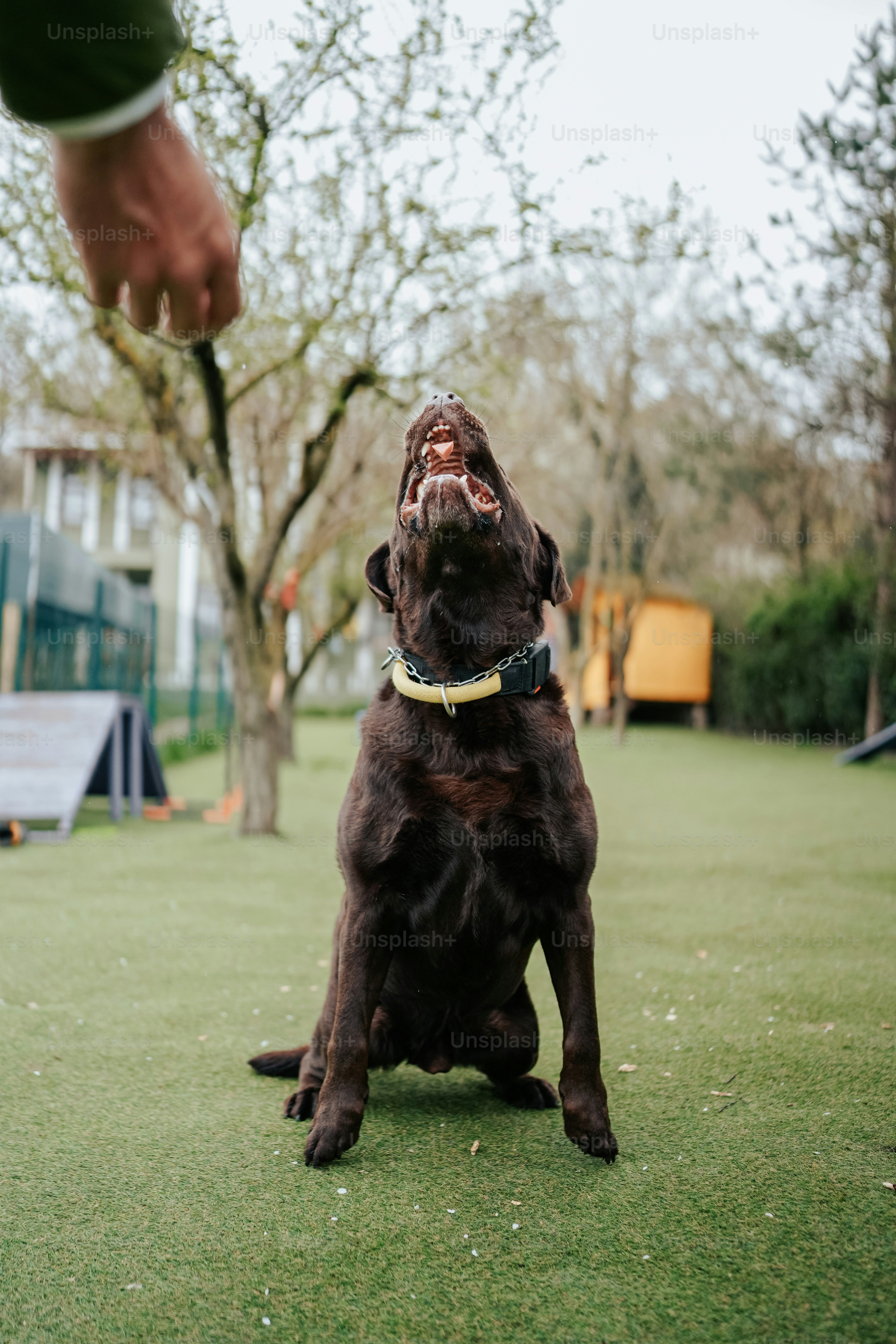 a brown dog sitting on top of a lush green field