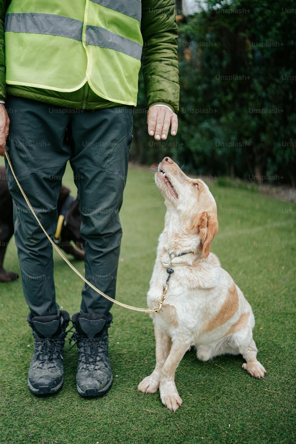 a man in a green jacket is holding a leash to a brown and white dog