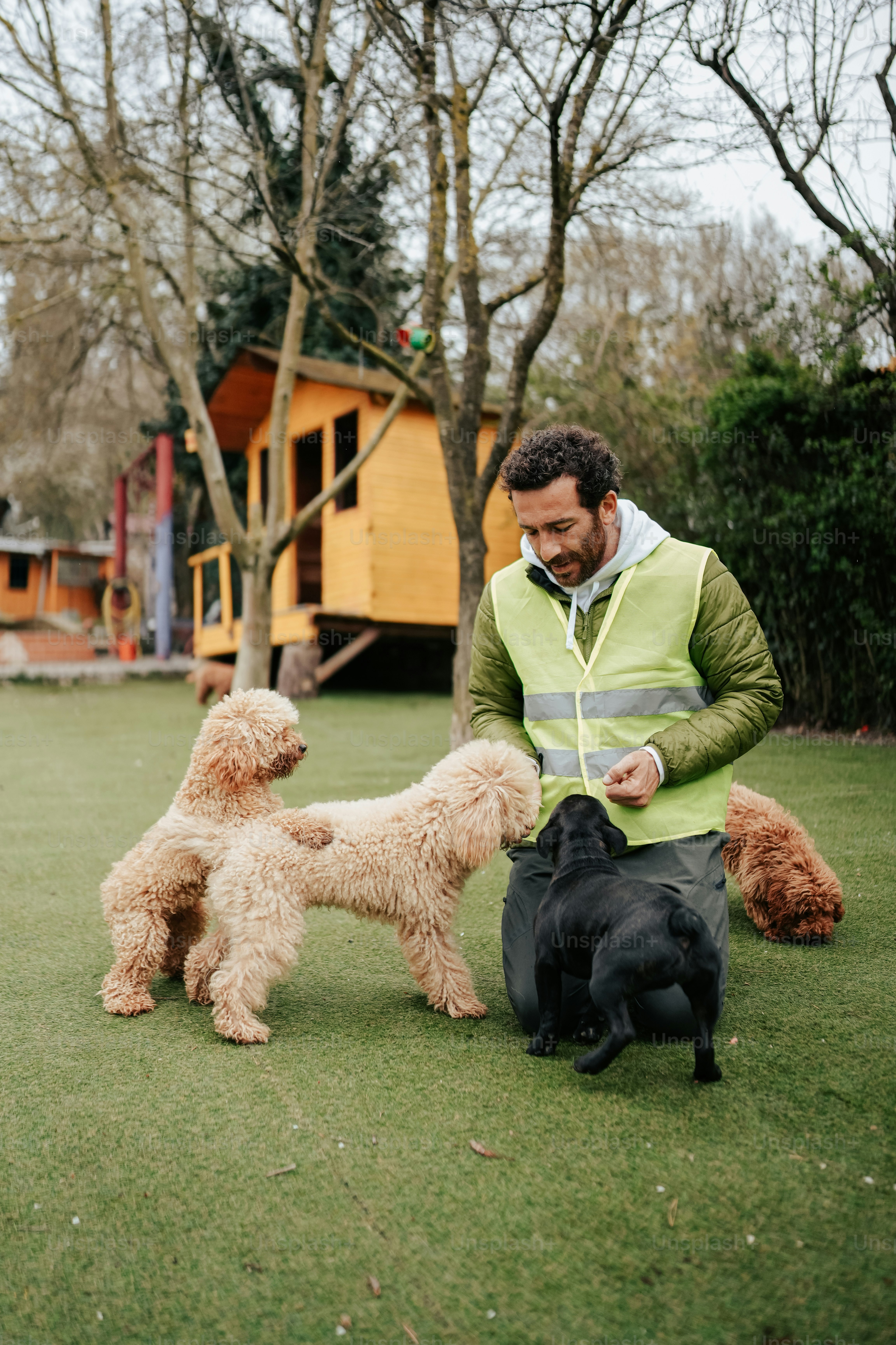 Curly Coats and Big Hearts: Discover the Magic of Toy Poodles