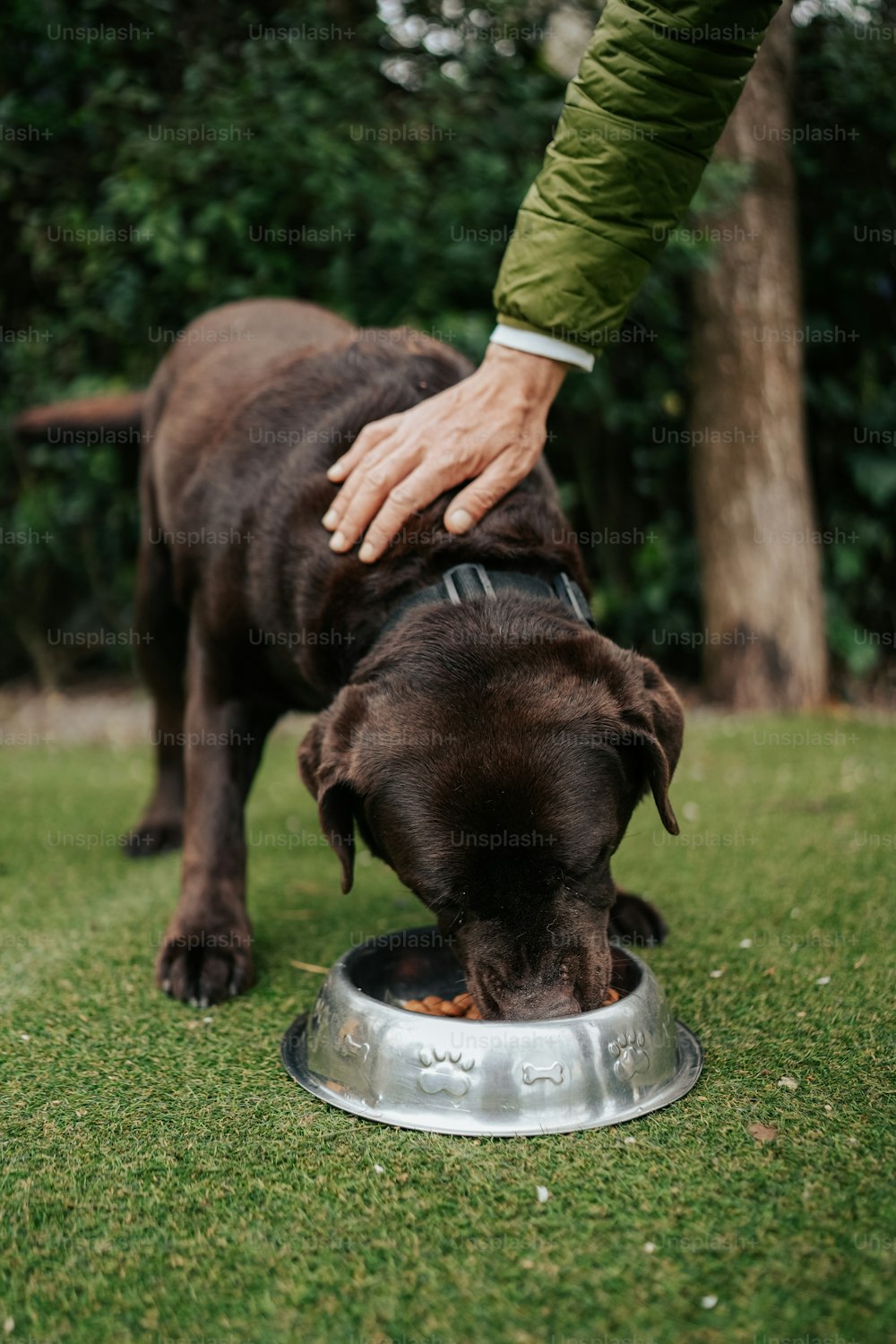 a brown dog eating food out of a metal bowl