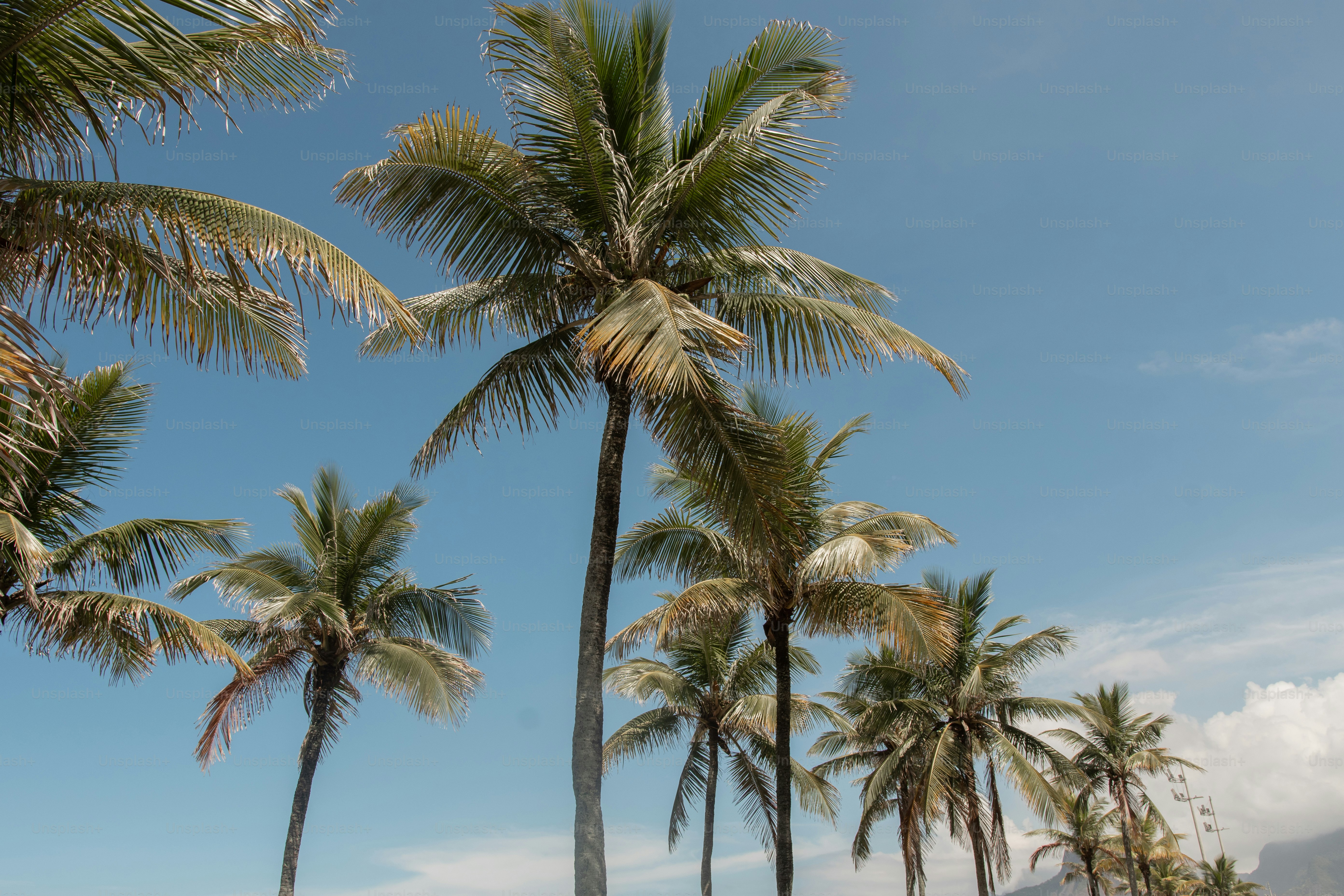 una fila di palme su una spiaggia